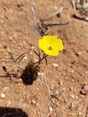 Mojave suncup (Camissonia campestris)