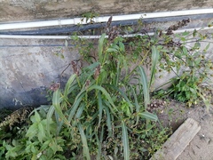 Echinochloa esculenta
