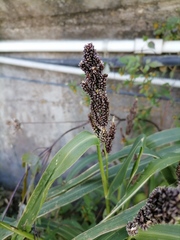 Echinochloa esculenta
