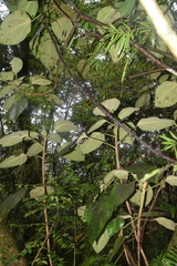 Dendropanax arboreus