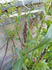 Echinochloa esculenta