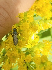 Lasioglossum coeruleum