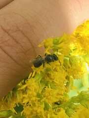 Lasioglossum coeruleum