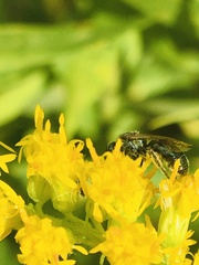 Lasioglossum coeruleum