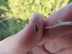 Disonycha bicarinata