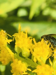 Lasioglossum coeruleum