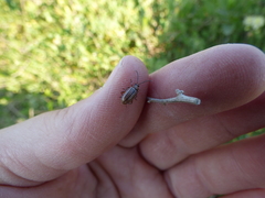 Disonycha bicarinata