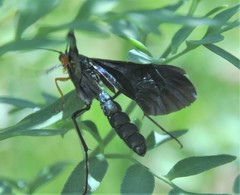 Pedinopelte