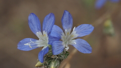 Eriastrum sapphirinum sapphirinum