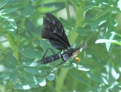 Pedinopelte