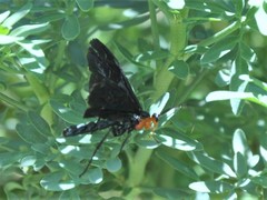 Pedinopelte