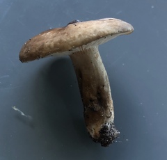 Lactarius fuliginosus