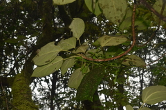 Dendropanax arboreus