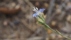 Eriastrum sapphirinum sapphirinum