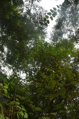 Dendropanax arboreus