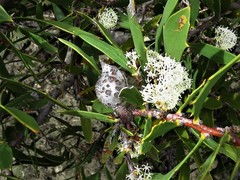 Hakea nitida