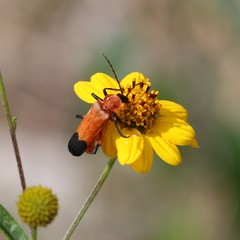Chauliognathus profundus