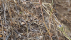 Eriastrum sapphirinum sapphirinum