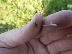 Disonycha bicarinata