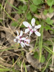 Wurmbea biglandulosa