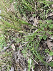 Wurmbea biglandulosa