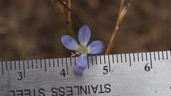Eriastrum sapphirinum sapphirinum