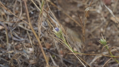 Eriastrum sapphirinum sapphirinum