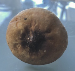 Lactarius fuliginosus