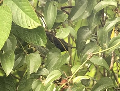 Paraclaravis mondetoura