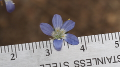 Eriastrum sapphirinum sapphirinum