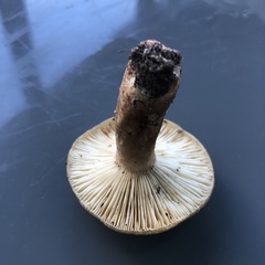 Lactarius fuliginosus