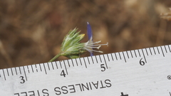 Eriastrum sapphirinum sapphirinum