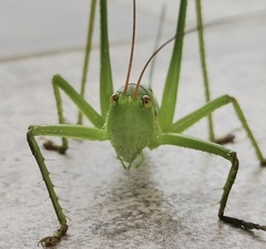 Neobarrettia sinaloae