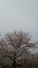Prunus