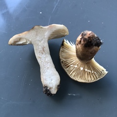 Lactarius fuliginosus