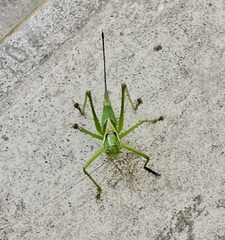 Neobarrettia sinaloae