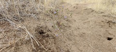 Eriastrum sapphirinum sapphirinum