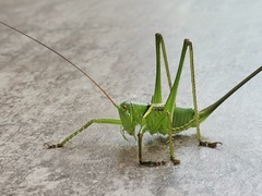 Neobarrettia sinaloae