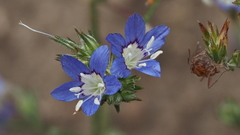 Eriastrum sapphirinum sapphirinum