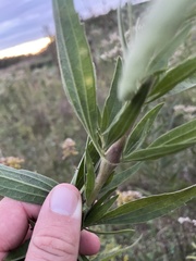 Neolasioptera perfoliata