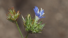 Eriastrum sapphirinum sapphirinum