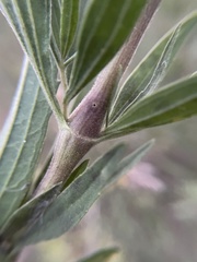 Neolasioptera perfoliata