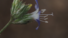 Eriastrum sapphirinum sapphirinum