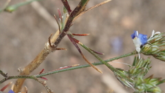 Eriastrum sapphirinum sapphirinum