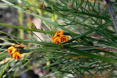 Daviesia alata
