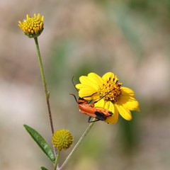 Chauliognathus profundus
