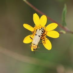 Chauliognathus misellus