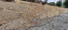 Eriastrum sapphirinum sapphirinum