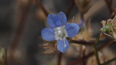 Eriastrum sapphirinum sapphirinum