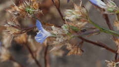 Eriastrum sapphirinum sapphirinum
